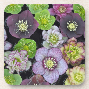 Farbige Hellebore-Blume Getränkeuntersetzer
