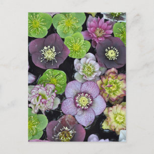 Farbige Hellebore-Blume    Postkarte