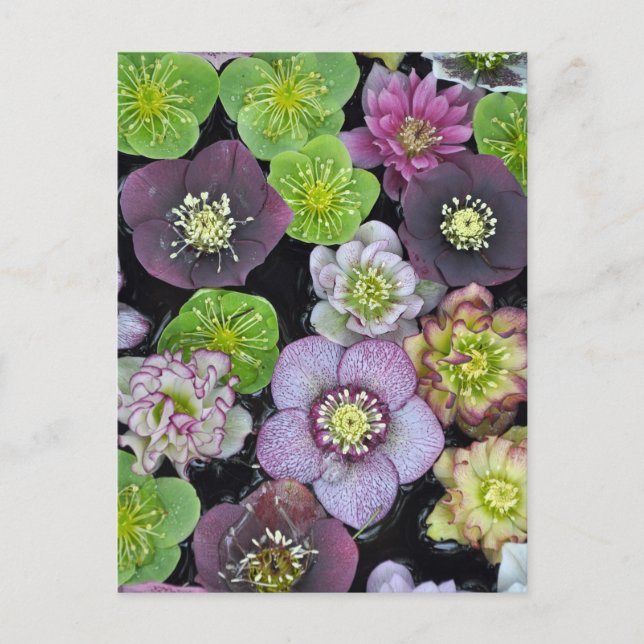 Farbige Hellebore-Blume Postkarte (Vorderseite)