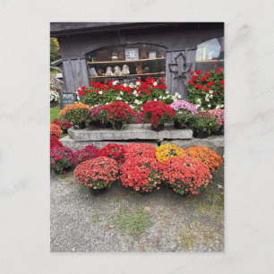 Farbige Herbst-Chrysanthemen Feiertagspostkarte