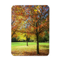 Farbige Herbstbaume