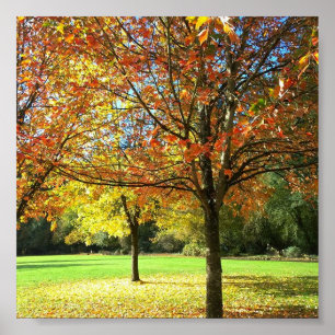 Farbige Herbstbäume Poster