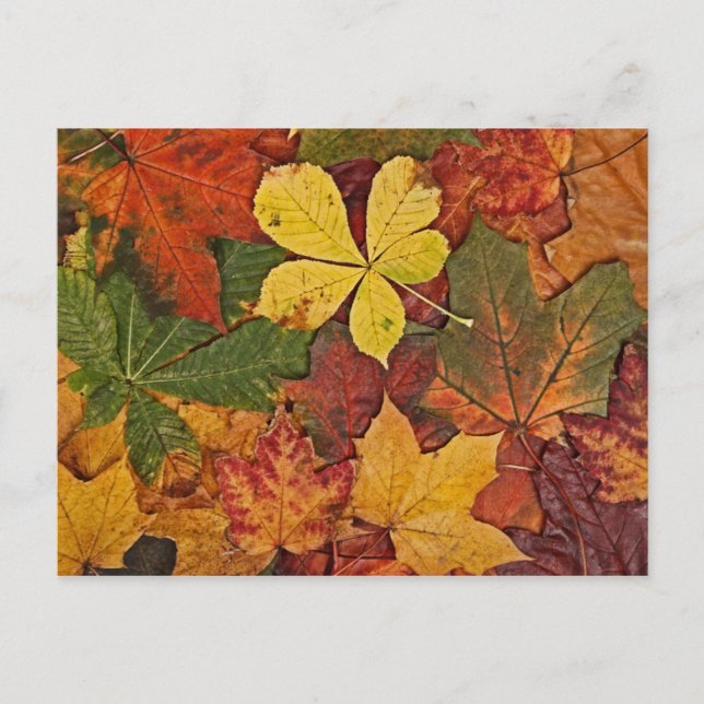 Farbige Herbstblätter auf Postkarte (Vorderseite)