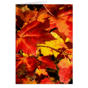 Farbige Herbstblätter, goldene rote orange Ahornbl