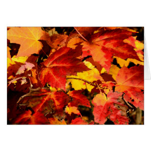 Farbige Herbstblätter orangefarbene gelbe Farben