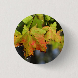 Farbige Herbstlaube Button