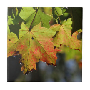 Farbige Herbstlaube Fliese