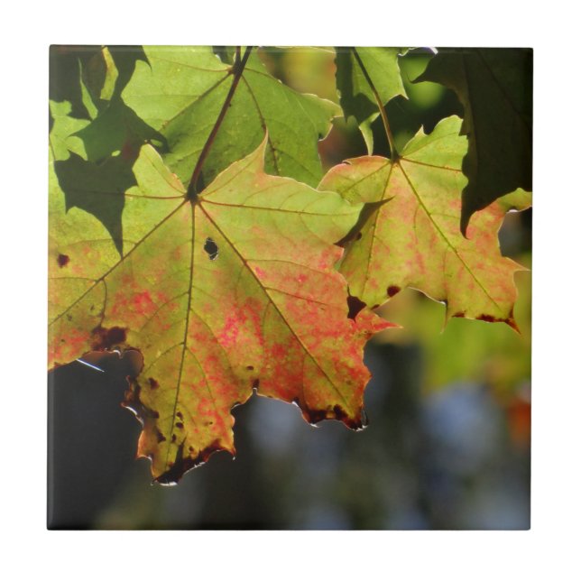 Farbige Herbstlaube Fliese (Vorderseite)