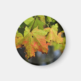 Farbige Herbstlaube Magnet