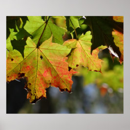 Farbige Herbstlaube Poster