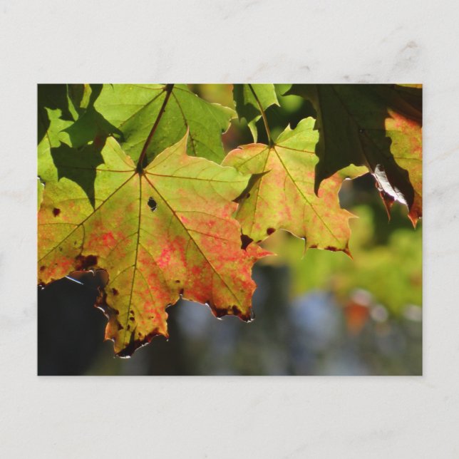 Farbige Herbstlaube Postkarte (Vorderseite)