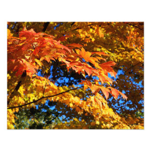 Farbige Herbstleaves Foto Poster