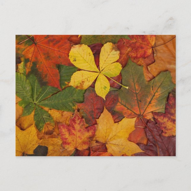 Farbige Herbstleaves Postkarte (Vorderseite)