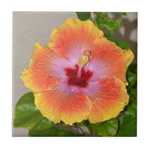 Farbige Hibiskus Blume Keramik Tile Fliese