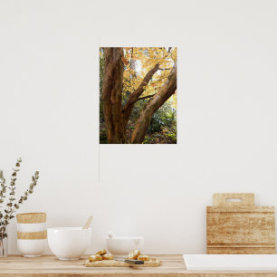 Farbige japanische Stewartia Fotografie Poster