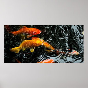 Farbige Koi-Fische Chengdu Poster