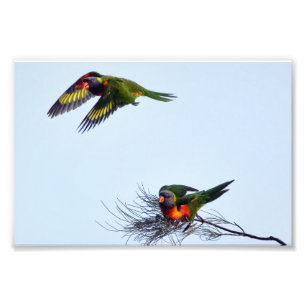 Farbige Lorikeet Papageien Australien Fotodruck