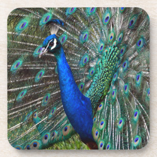 Farbige männliche Pfau Getränkeuntersetzer