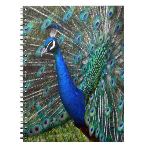 Farbige männliche Pfau Notizblock