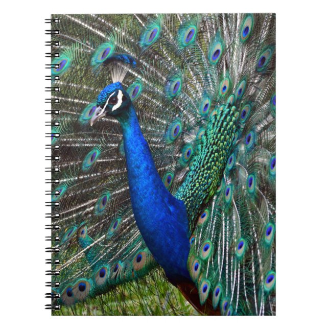 Farbige männliche Pfau Notizblock (Vorderseite)