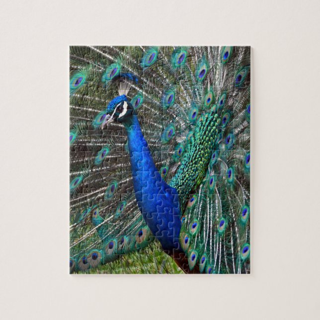 Farbige männliche Pfau Puzzle (Vertikal)