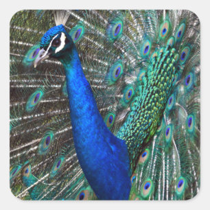 Farbige männliche Pfau Quadratischer Aufkleber