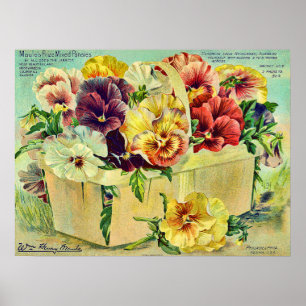 Farbige Pansy-Blume Vintage Saatgutverpackung Poster