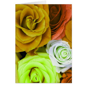 Farbige Rose