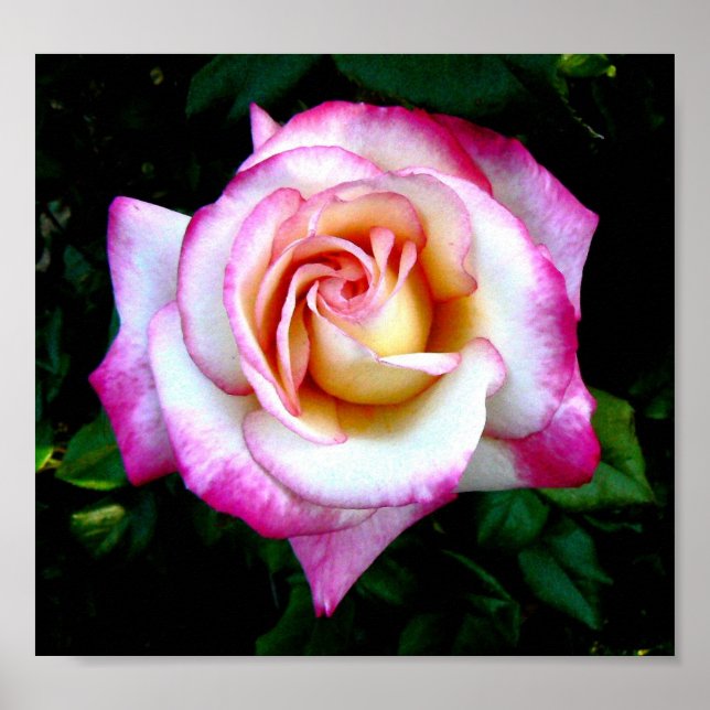 Farbige Rose Poster (Vorne)