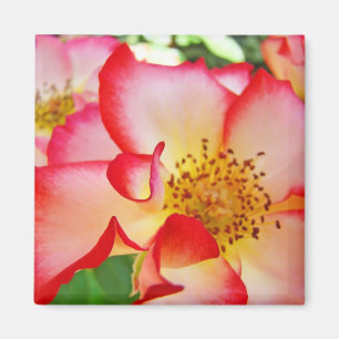 Farbige Rosenblumen-Magnete Rot Weiß Magnet