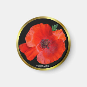 Farbige Rote Mohnblume Magnet