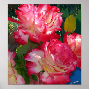 Farbige Rote Rosen Poster