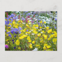Farbige Sommerwildblumen