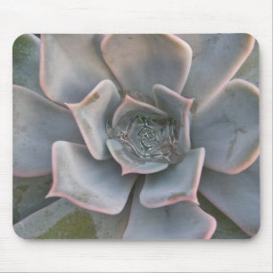 Farbige Sukkuline Mousepad #1