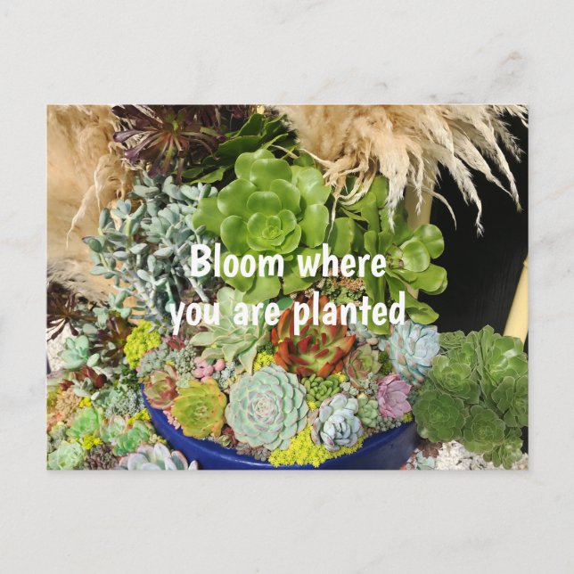 Farbige Sukkulturen mit Silbergras Postkarte (Vorderseite)