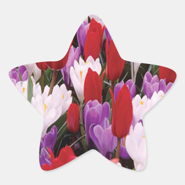 Farbige Tulip-Blume Aufkleber (Vorderseite)