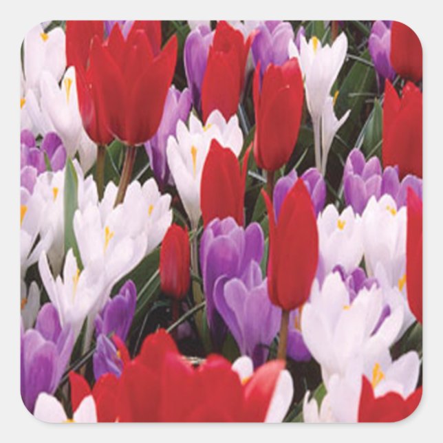 Farbige Tulip-Blume Aufkleber (Vorderseite)
