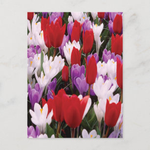 Farbige Tulip-Blume Postkarte