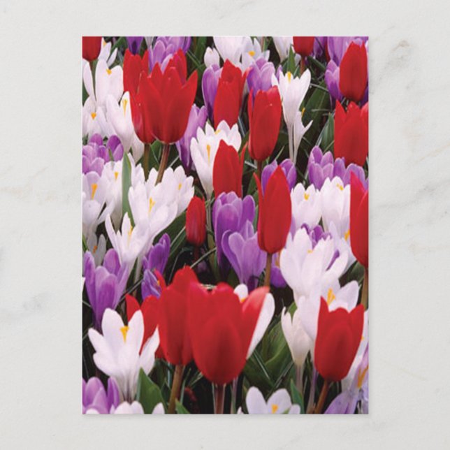 Farbige Tulip-Blume Postkarte (Vorderseite)