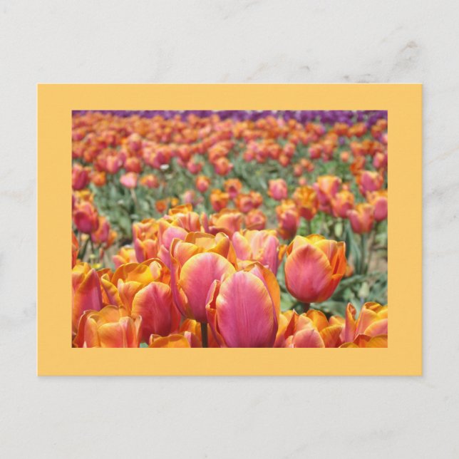 Farbige Tulip Blume Postkarten Tulip Custom (Vorderseite)