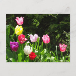 Farbige Tulips DIY Postkarte