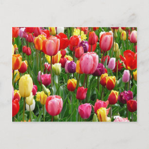 Farbige Tulips Postkarte