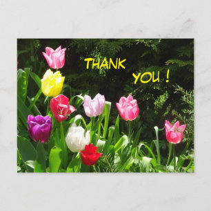 Farbige Tulips Vielen Dank Postcard Postkarte