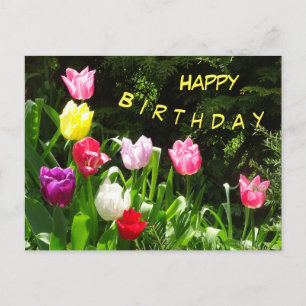 Farbige Tulpen Alles Gute zum Geburtstag Text Post Postkarte