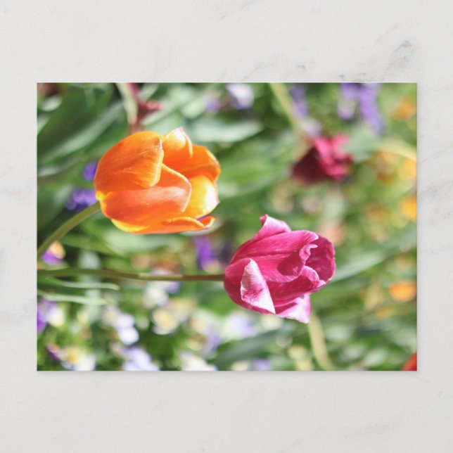 Farbige Tulpen Botanische Postkarte (Vorderseite)