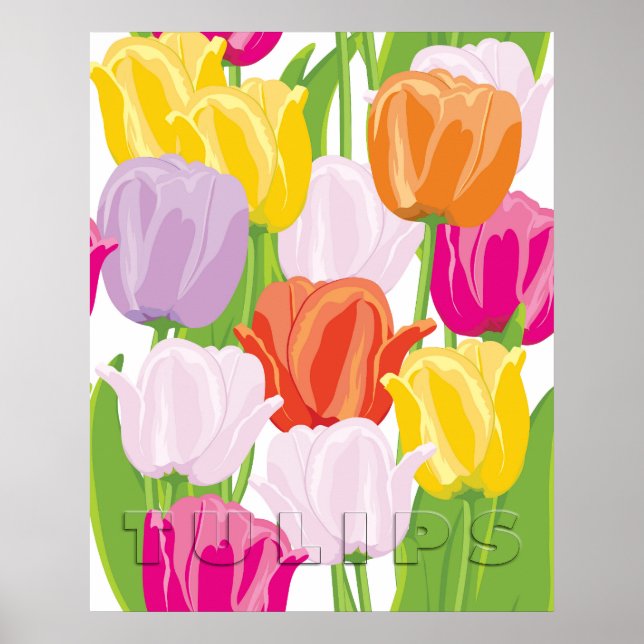 Farbige Tulpen Poster (Vorne)