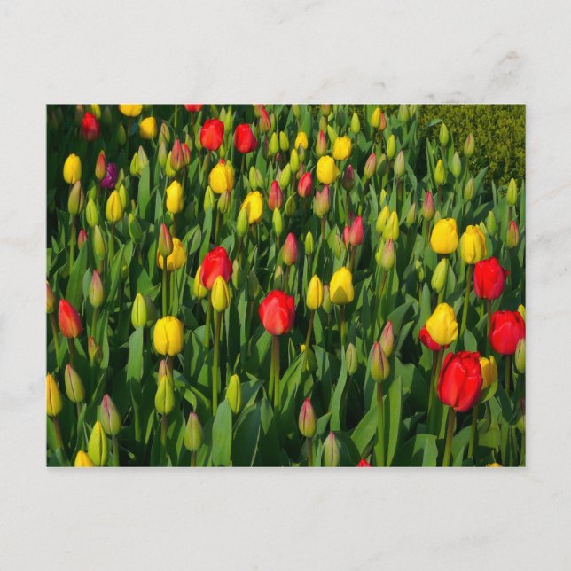 Farbige Tulpen Postkarte (Vorderseite)