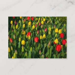 Farbige Tulpen Visitenkarte