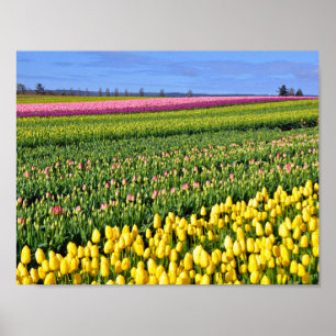 Farbige Tulpenreihen Poster