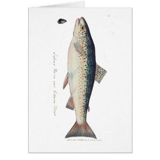 Farbige Vintage-Lachs-Illustration